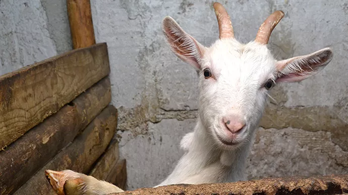 В Ревде пожарные и полиция спасли коз от голодной смерти в гараже