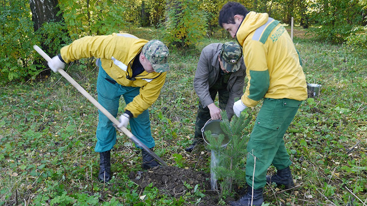 В Мало-Истокском лесопарке восстановили аллею лиственниц