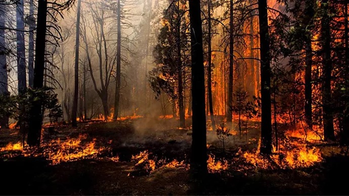 Сообщить о лесном пожаре можно в мобильном приложении «Берегите лес» 
