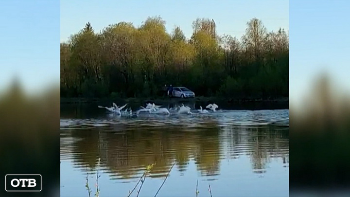 В свердловский посёлок Черёмухово прилетели стаи белых лебедей