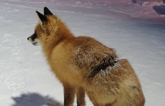 В посёлке Барачинском Свердловской области обнаружили раненую лису