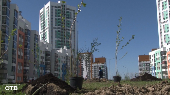 В Академическом районе Екатеринбурга высадили 75 саженцев тополей