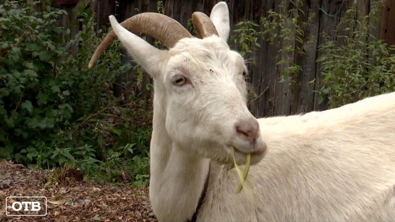 Верховный суд запретил садоводам разводить кур и коз на личных участках