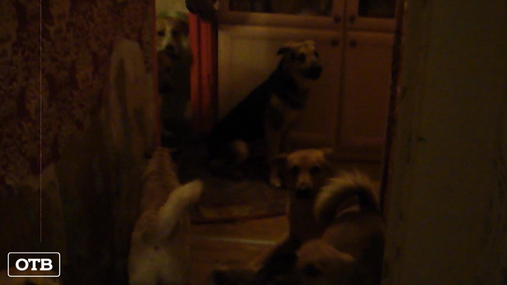 Пенсионерка из Екатеринбурга приютила 50 собак в одной квартире