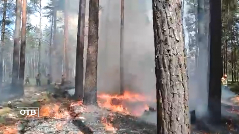 Пожар 23 февраля 2024 года. Пожары в лесах. Лесные пожары на Урале. Неосторожное обращение с огнем. Причины пожара в лесу.