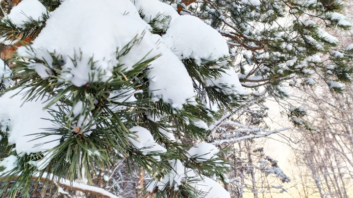 +2 и мокрый снег: погода в Свердловской области 17-19 января
