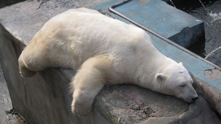 Екатеринбургский зоопарк закрылся до 5 апреля