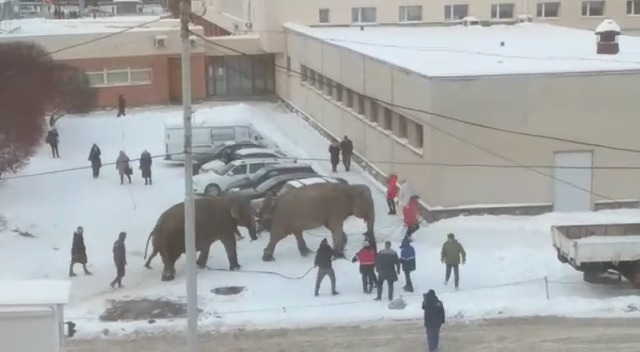 «Трёхтонные очаровашки»: в Екатеринбурге из цирка сбежали слоны