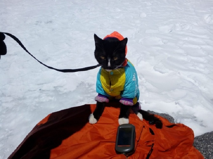 Шнур и коты: уральский четвероногий альпинист стал героем телешоу