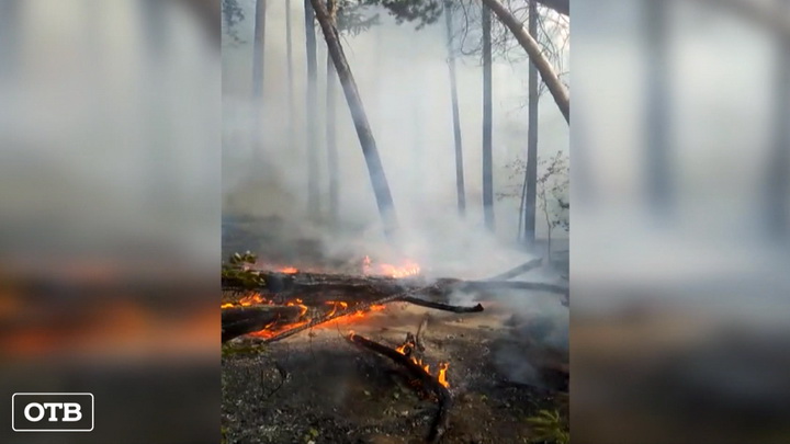 Команда тайбоксеров потушила лесной пожар в окрестностях Екатеринбурга