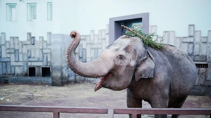  Екатеринбургский зоопарк отмечает 90-летний юбилей: программа