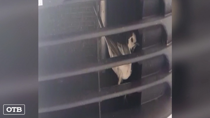 Житель Екатеринбурга обнаружил за решеткой радиатора своего автомобиля птицу