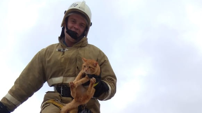 На Урале пожарные спасли кота, который два дня просидел на столбе
