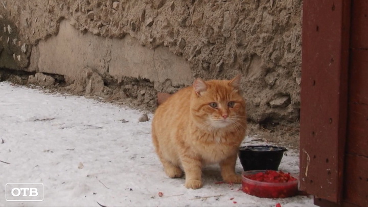 В Сухом Логе на улицах установили тёплые кошачьих домики
