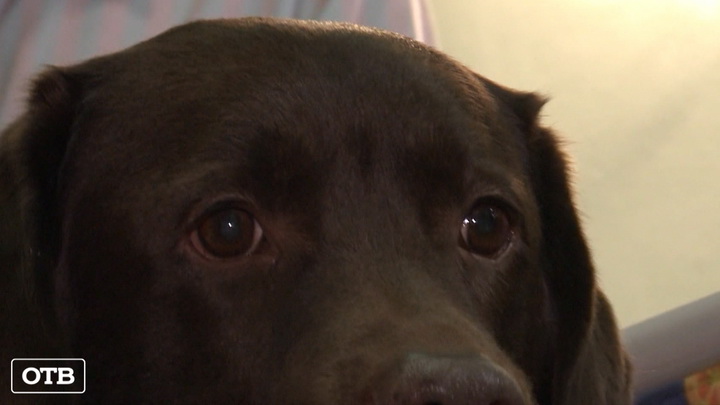 Лохматая помощь: в Екатеринбурге пациентов лечат собаки-терапевты 