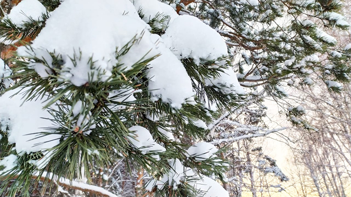 Снегопады и сильный ветер: погода в Свердловской области 13-15 января