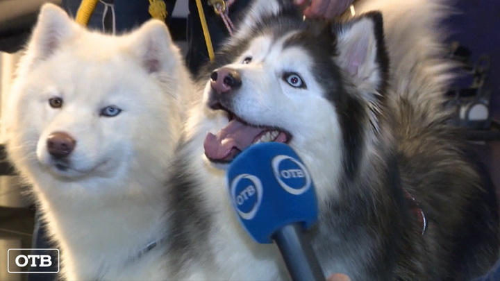 Итоги недели: съёмки нового проекта ОТВ с участием собак