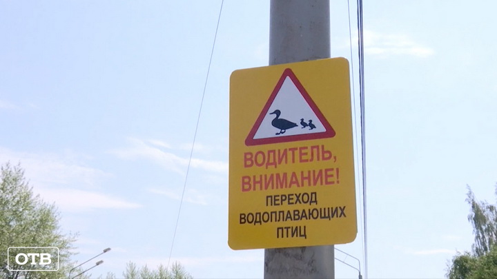 Внимание, уточки! В Нижнем Тагиле на дорогах установили новые предупреждающие знаки