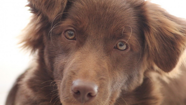 В России могут ввести обязательное чипирование домашних животных