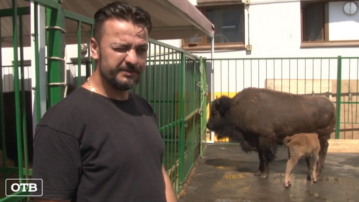 В Екатеринбургском цирке родился канадский бизон