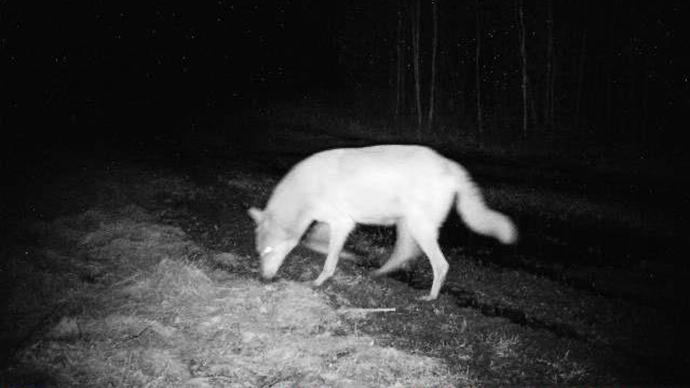 Нашествие волков в Свердловской области вызвано лосями и косулями