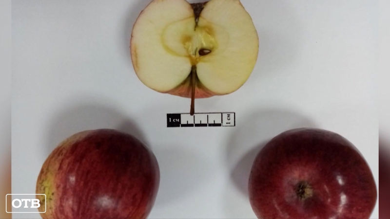 Новый зимостойкий сорт яблони назовут в честь Юрия Никулина