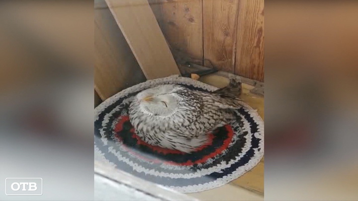 Житель Каменска-Уральского обнаружил сову на балконе