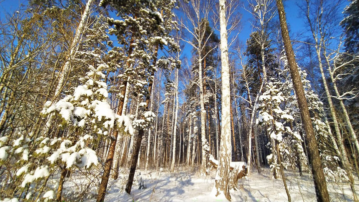 Без сильных морозов: погода в Свердловской области 10-12 января