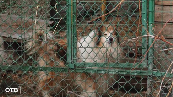 Жители Невьянска недовольны собачьим питомником у соседей