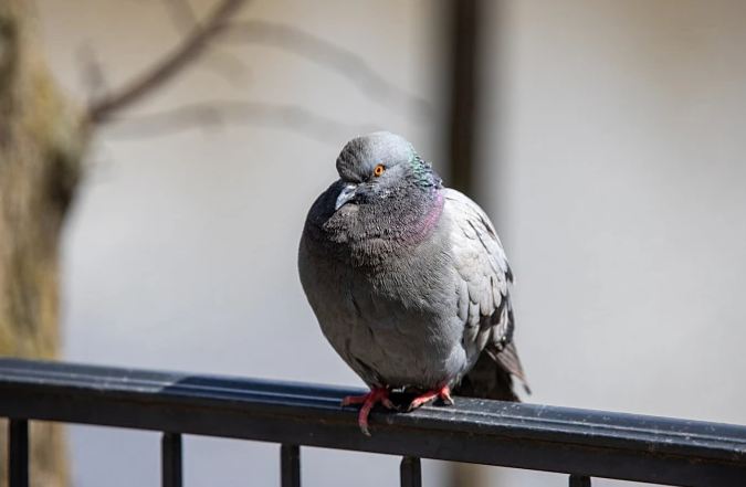 Орнитолог рассказала, почему нельзя подбирать на улице голубей