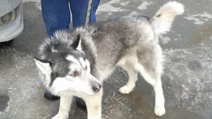 Зоозащитники Екатеринбурга спасли собаку, упавшую в выгребную яму