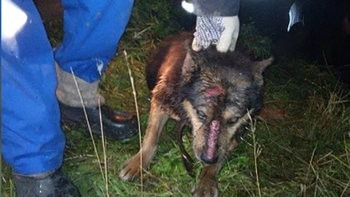 Екатеринбуржец спас собаку, просидевшую 4 дня в колодце