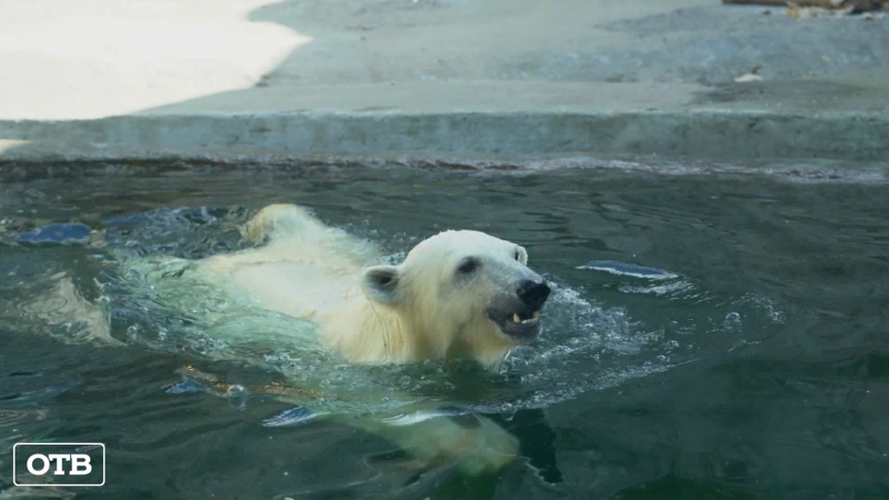 В Екатеринбургском зоопарке строят люкс вольер для белых медведей