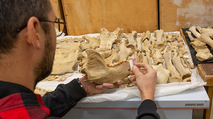 Неожиданная находка уральских палеонтологов во время экспедиции в пещере Таврида