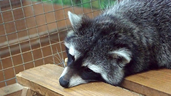 Защита животных в России: нужно ли закрывать контактные зоопарки