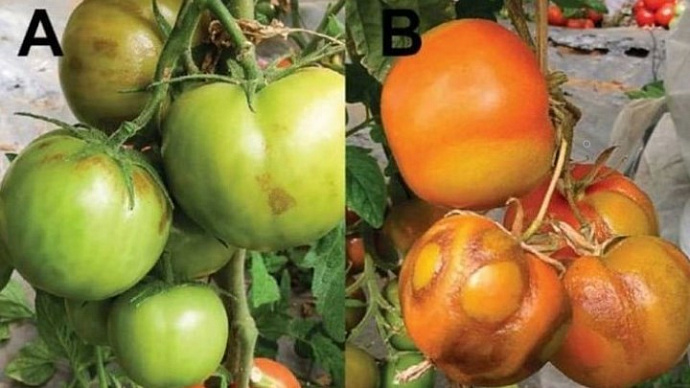 Зараженные вирусом помидоры прибыли на Урал из Узбекистана