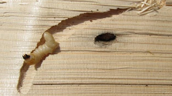 В древесине, предназначенной для отправки из Свердловской области в Казахстан, обнаружены личинки усачей