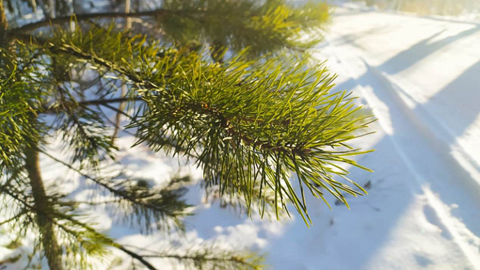 Морозы снова отступают: погода в Свердловской области 10-12 февраля