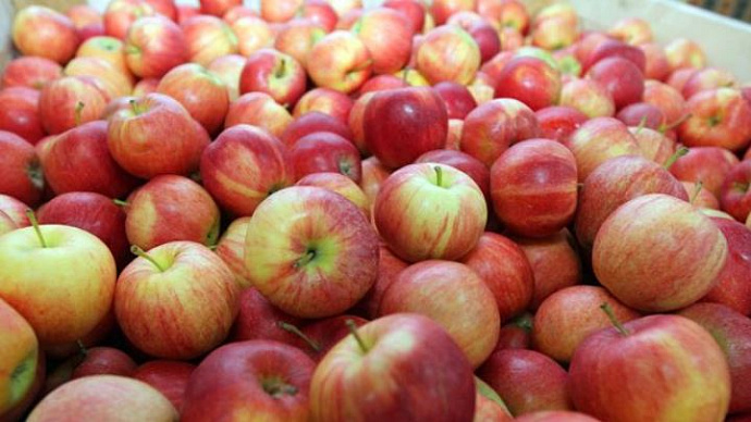 В Екатеринбурге изъяли около 700 кг санкционных яблок и нектаринов