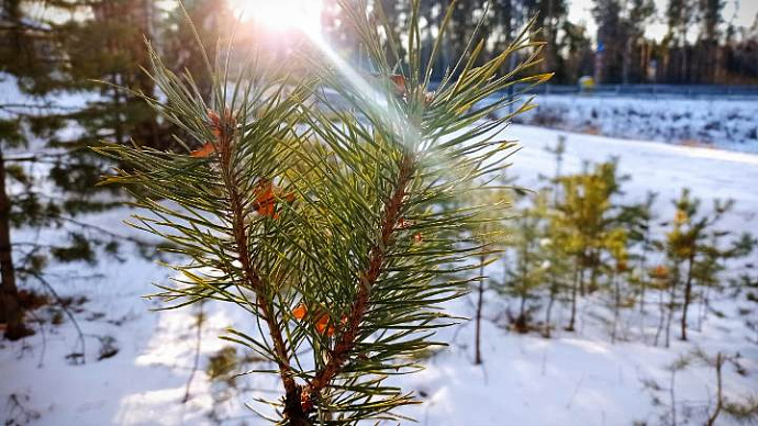 Умеренные морозы и немного снега: погода в Свердловской области 18-20 января