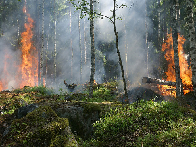 Свердловчан предупредили об ответственности за природные пожары