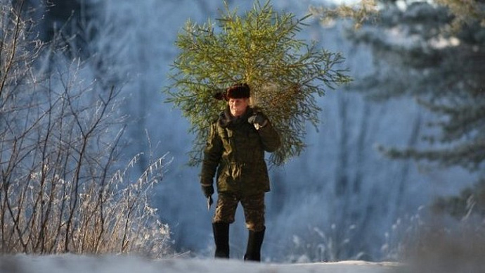 Полмиллиона за новогоднюю ель: на Среднем Урале ловят браконьеров