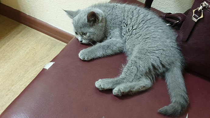 В аэропорту Кольцово таможенники приютили брошенного котёнка