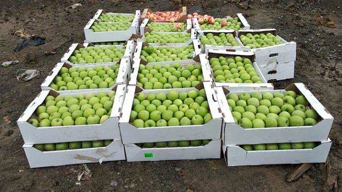 В Екатеринбурге уничтожили две тонны яблок и зеленоватого мяса