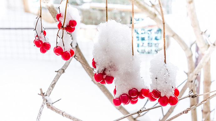 Морозы отступают, метели остаются: погода в Свердловской области 23-25 декабря