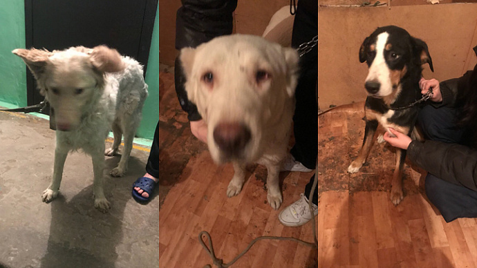 Зоозащитники отобрали шесть собак у ревдинца, державшего впроголодь коз в гараже