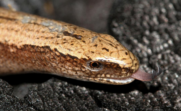 Рептилии наступают: новый вид ящериц и змей в Жигулёвском заповеднике