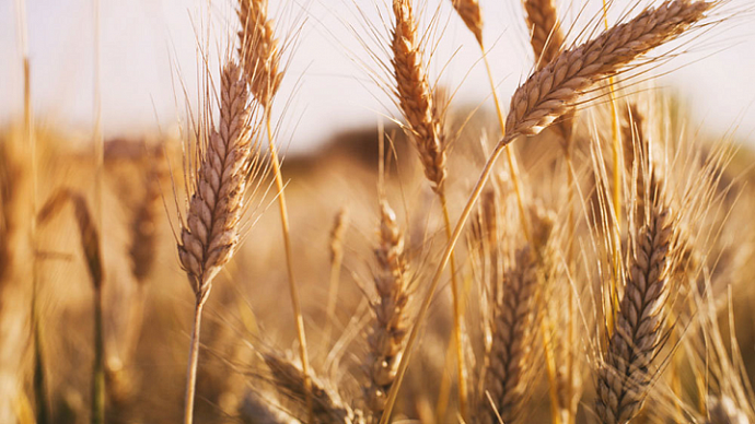 Уральские учёные вывели новый сорт пшеницы