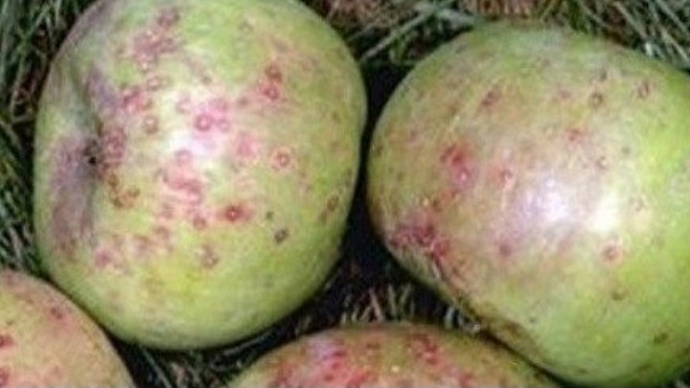 На Урал пропустили 1,24 тонны зараженных живыми имаго фруктов из Кыргызстана