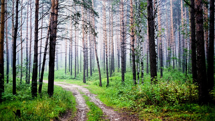 За минувшие сутки в Свердловской области не зарегистрировано ни одного нового лесного пожара